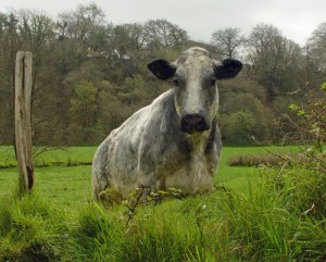 cow